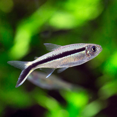 Penguin Tetra - M