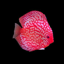 Pigeon Blood Discus - 6cm