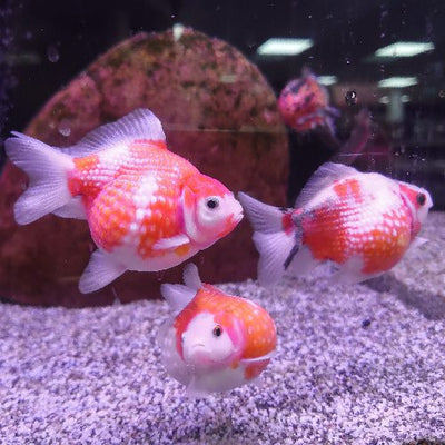Pearl Scale  GoldFish (Ping Pong) 4cm
