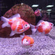 Pearl Scale GoldFish 3cm