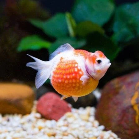 Pearlscale Goldfish