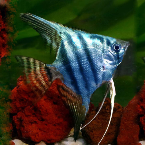 Pinoy Blue Angelfish - 3cm