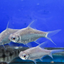 Tinfoil Barb Platinum - 5cm