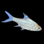 Tinfoil Barb Platinum - 5cm