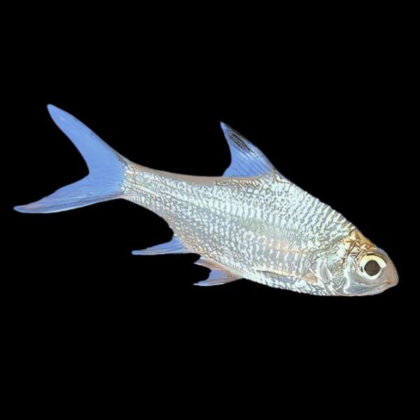Tinfoil Barb Platinum - 5cm