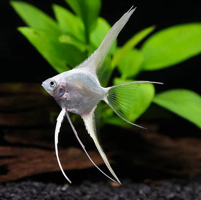 Platinum Veiltail Angelfish - S