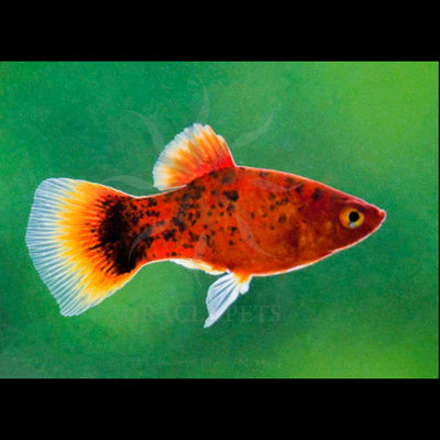 Platy Red Marble - L