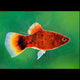 Platy Red Marble - L