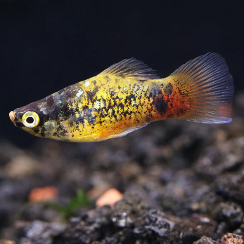 Platy Bumble Bee