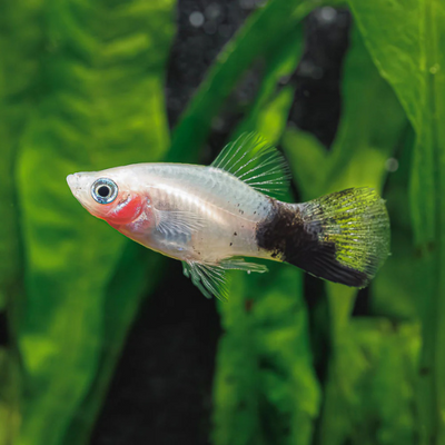 Platy Panda Tiger