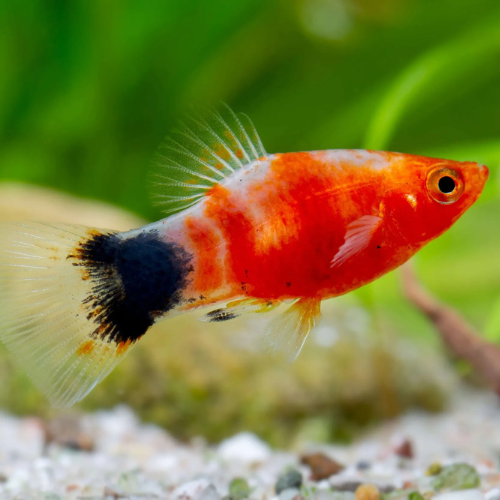 Platy Tiger