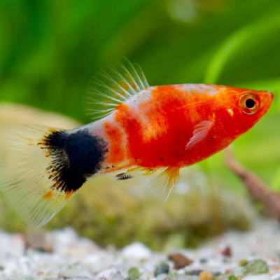 Platy Tiger
