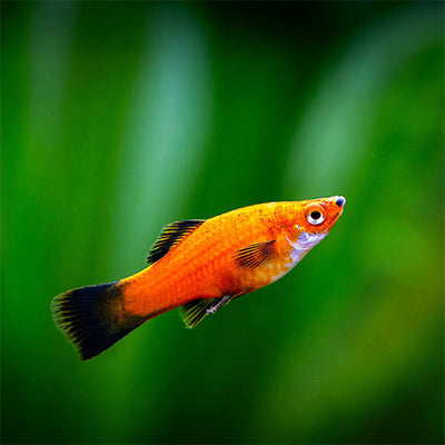 Platy Wag Tailed Red