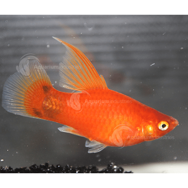 Platy Red Hi-Fin - L