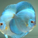 Powder Blue Discus - 6cm