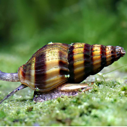 Predator Snail