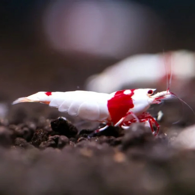 Pure Red Line Red Bee Shrimp - 2cm
