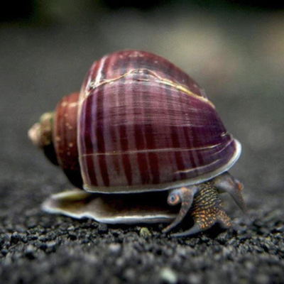 Purple Wisteria Snail - 2cm