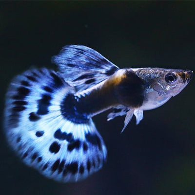 Guppy Blue Elephant Ear - L