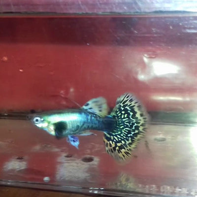 Guppy Platinum Mosaic - L