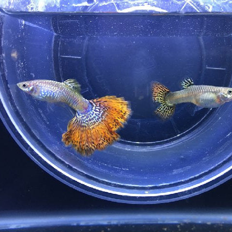 Guppy Red Butterfly - L