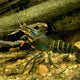 Red Claw Crayfish - 5cm