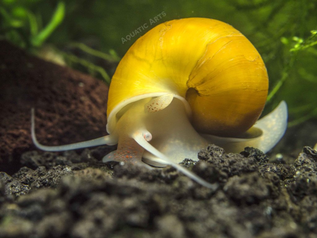 Golden Apple Snail - L