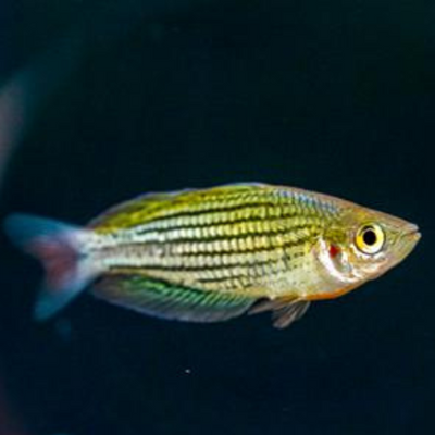 Rainbow Maccullochi - 5cm