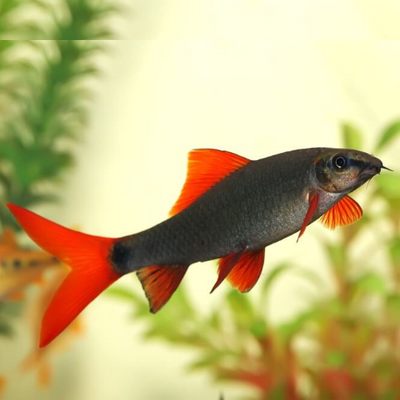 Rainbow Shark Minnow - 9cm