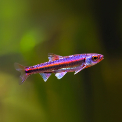 Rainbow Shiner - 4cm