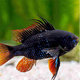 Black Ramirezi - L