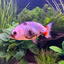Ranchu Goldfish
