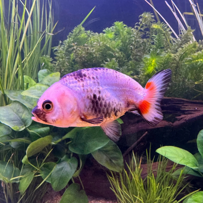 Ranchu Goldfish (Assorted Colors)