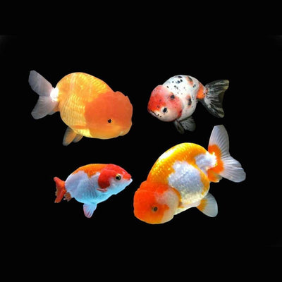 Ranchu Goldfish