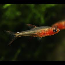 Rasbora Axelrodi Red- 1.5cm