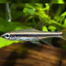 Graceful Rasbora