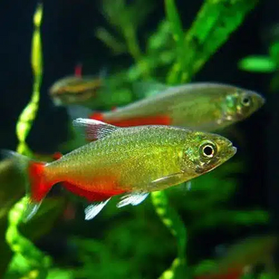 Rathbun Bloodfin - 2.3cm