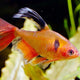 Tetra Super Serpae Veiltail - L