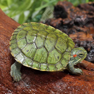 Green Turtle - 4cm