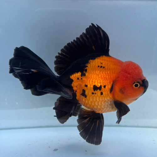 Red Black Apache Oranda - 9cm