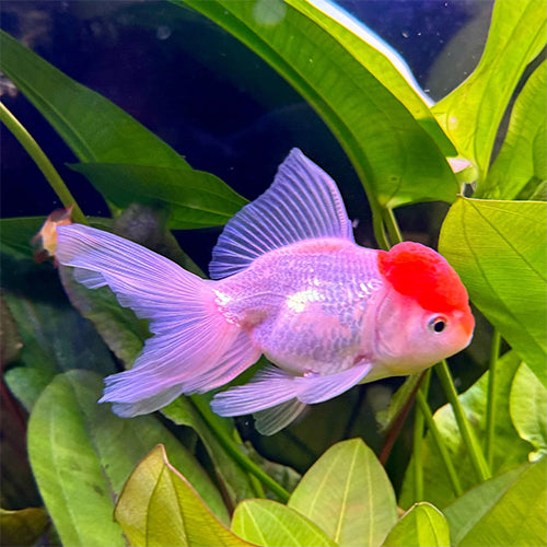 Red Cap Goldfish - M