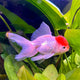 Red Cap Goldfish - M