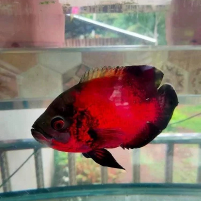 Red Chilli Black Oscar - 7.5cm