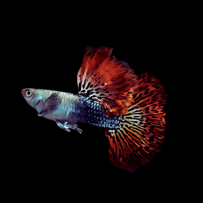 Red Dragon Guppy