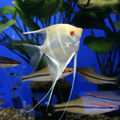 Red Eye Albino Angelfish - L
