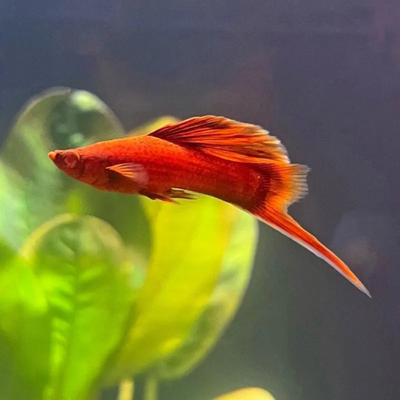 Red Eye Blood Red Hi Fin Lyretail - 4cm