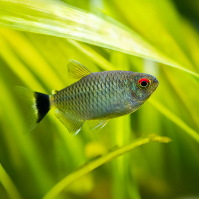 Red Eye Tetra - L