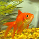 Red Fantail Goldfish - 4cm