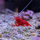 Red Fire Shrimp