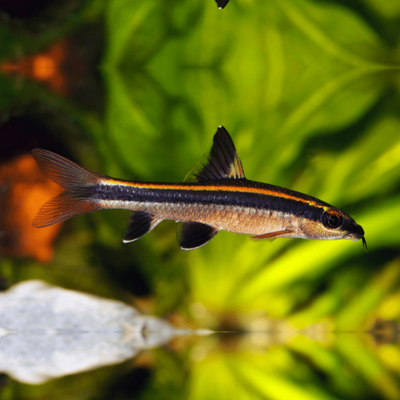 Red Flying Fox - 4cm